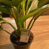 DIY Blumenhochkasten: Auswahl der richtigen Plfanzen.