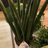 DIY Blumenhochkasten: Auswahl der richtigen Plfanzen.