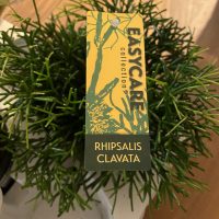 DIY Blumenhochkasten: Auswahl der richtigen Plfanzen.